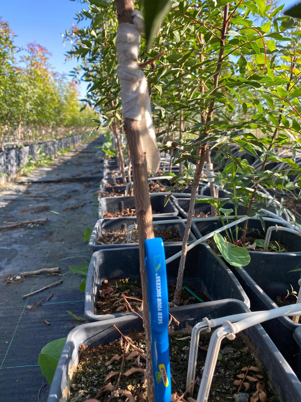 果樹 user_a378fcc2 アボカド グリーンゴールド 5号｜果樹04-PA | 果樹 | 赤塚植物園