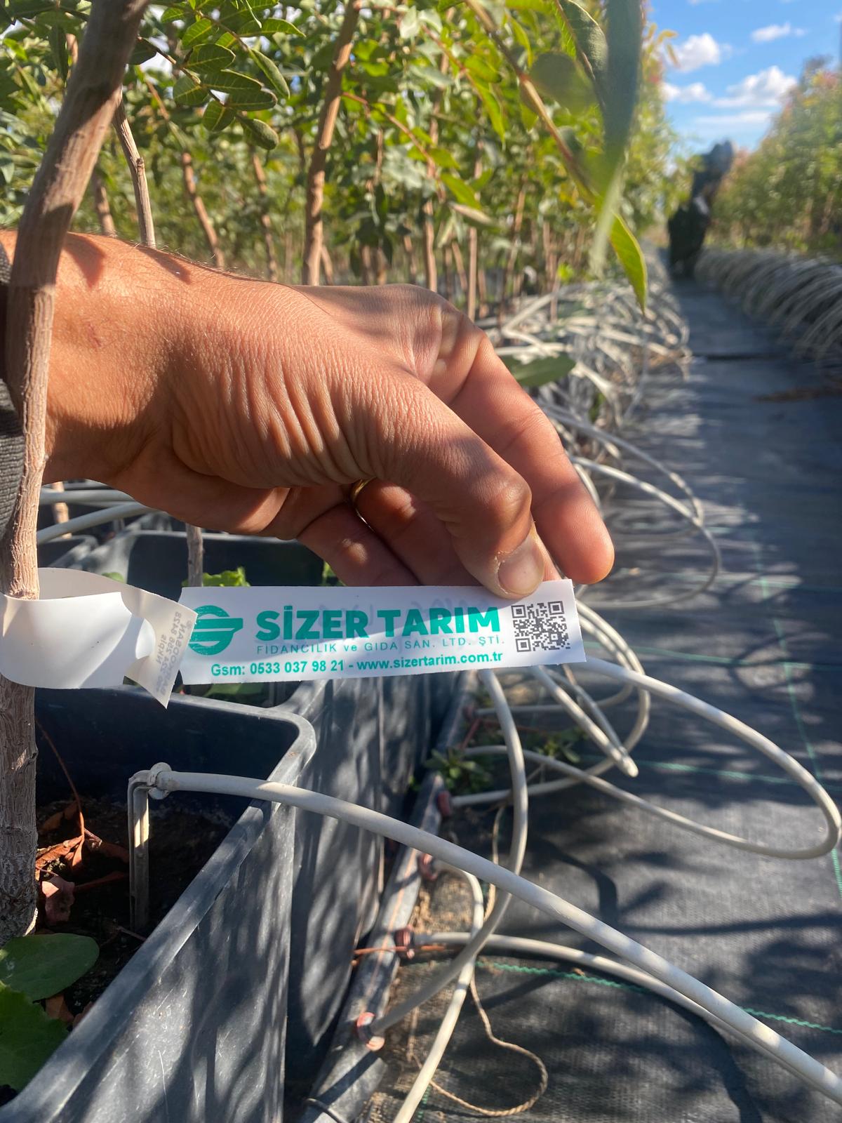 果樹 user_a378fcc2 UCB1 Anacı – Sizer Tarım